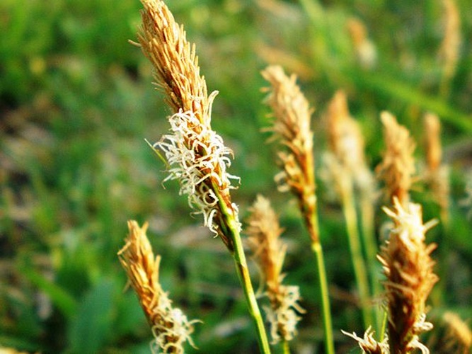 Carex caryophyllea &copy; <a href="//commons.wikimedia.org/wiki/User:Hugo.arg" title="User:Hugo.arg">Hugo.arg</a>