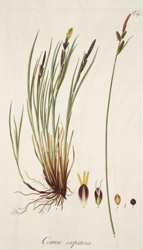 Carex cespitosa © 