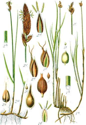 Carex chordorrhiza &copy; Johann Georg Sturm (Painter: <a href="https://en.wikipedia.org/wiki/Jacob_Sturm" class="extiw" title="en:Jacob Sturm">Jacob Sturm</a>)