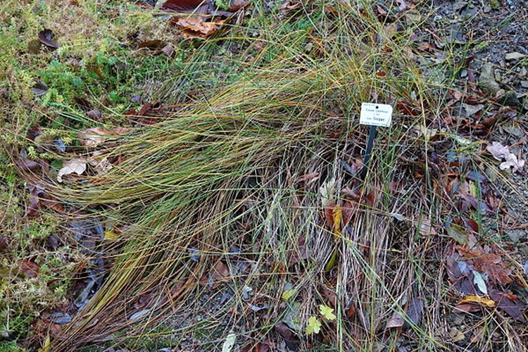 Carex colchica &copy; <a href="//commons.wikimedia.org/wiki/User:Daderot" title="User:Daderot">Daderot</a>