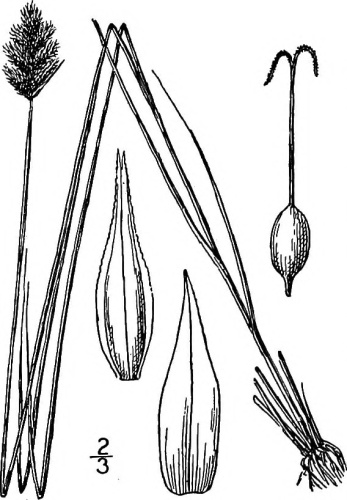Carex crawfordii © Nathaniel Lord Britton, Addison Brown,
