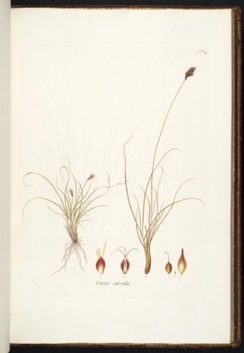 Carex curvula © Nikolaus Thomas Host