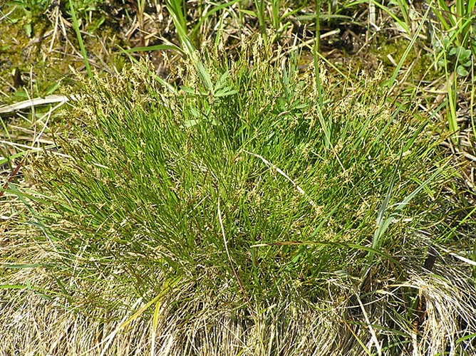 Carex davalliana © <a href="//commons.wikimedia.org/wiki/User:Don_Pedro28" title="User:Don Pedro28">Petr Filippov</a>