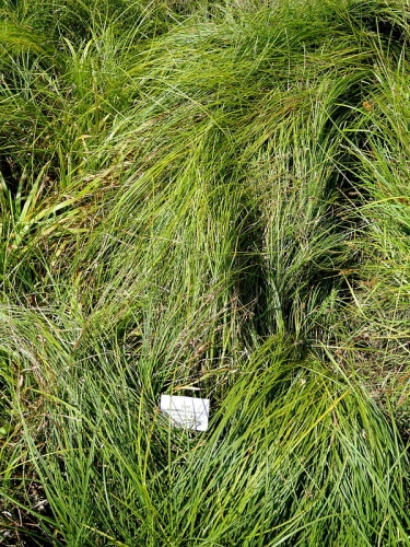 Carex depauperata © <a href="//commons.wikimedia.org/wiki/User:Daderot" title="User:Daderot">Daderot</a>