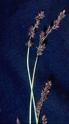 Carex diandra © Hurd, E.G., N.L. Shaw, J. Mastrogiuseppe, L.C. Smithman, &amp; S. Goodrich. 1998. Field guide to Intermountain sedges. Gen. Tech. Rep. RMS-GTR-10. USDA FS RMRS, Ogden, UT. Courtesy of USDA FS RMRS Boise Aquatic Sciences Lab.