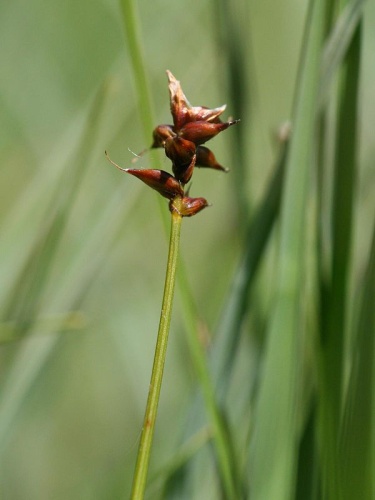 Carex dioica © Kristian Peters -- <a href="//commons.wikimedia.org/wiki/User:Fabelfroh" title="User:Fabelfroh">Fabelfroh</a> 14:42, 27 June 2007 (UTC)