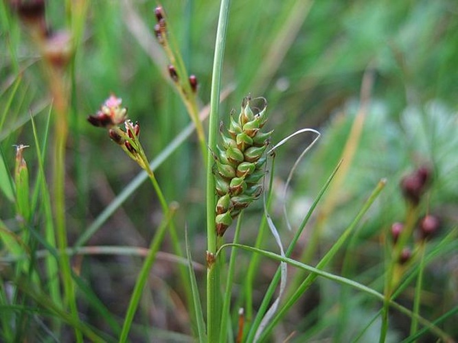 Carex distans © Kristian Peters -- <a href="//commons.wikimedia.org/wiki/User:Fabelfroh" title="User:Fabelfroh">Fabelfroh</a> 16:19, 8 July 2006 (UTC)