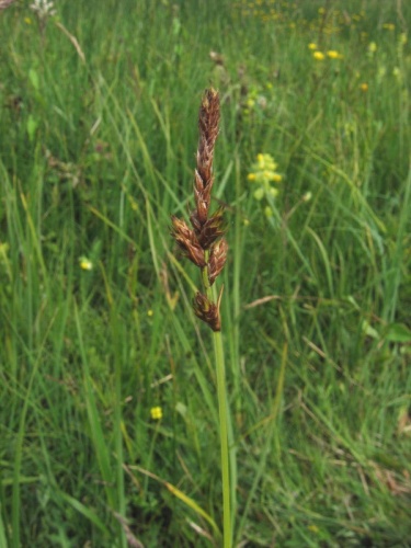 Carex disticha © Kristian Peters -- <a href="//commons.wikimedia.org/wiki/User:Fabelfroh" title="User:Fabelfroh">Fabelfroh</a> 09:37, 23 July 2006 (UTC)