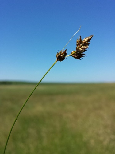Carex divisa © <a href="//commons.wikimedia.org/wiki/User:Stefan.lefnaer" title="User:Stefan.lefnaer">Stefan.lefnaer</a>