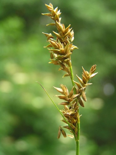 Carex elongata © <a href="//commons.wikimedia.org/wiki/User:Don_Pedro28" title="User:Don Pedro28">Don Pedro28</a>