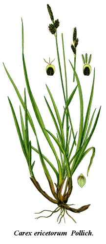 Carex ericetorum © 