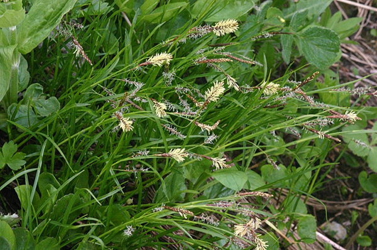 Carex ferruginea © <a href="//commons.wikimedia.org/wiki/User:HermannSchachner" title="User:HermannSchachner">HermannSchachner</a>