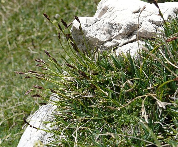 Carex firma © <a href="//commons.wikimedia.org/wiki/User:BerndH" title="User:BerndH">Bernd Haynold</a>