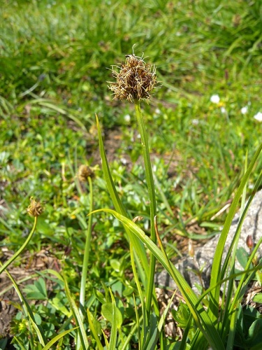 Carex foetida &copy; <a href="//commons.wikimedia.org/wiki/User:MurielBendel" title="User:MurielBendel">MurielBendel</a>