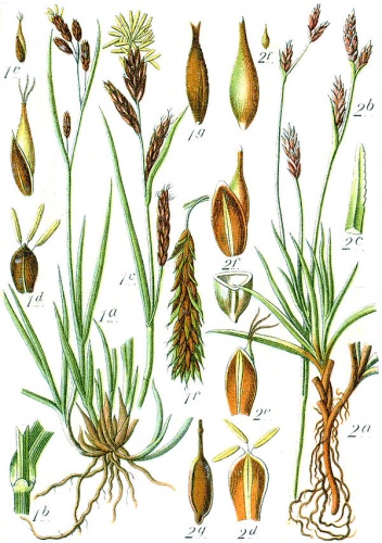 Carex frigida © Johann Georg Sturm (Painter: <a href="https://en.wikipedia.org/wiki/Jacob_Sturm" class="extiw" title="en:Jacob Sturm">Jacob Sturm</a>)