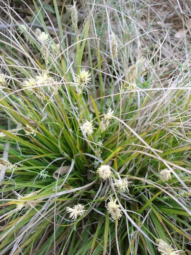 Carex halleriana &copy; 