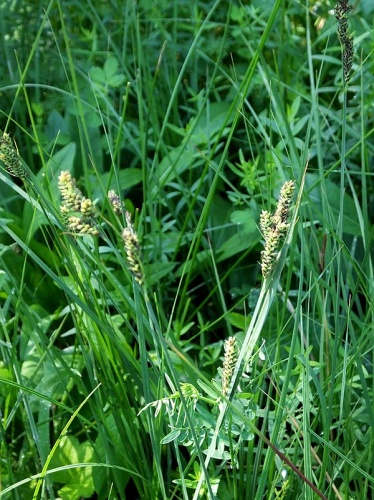 Carex hartmanii &copy; <a href="//commons.wikimedia.org/wiki/User:Panek" title="User:Panek">Panek</a>