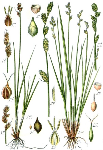 Carex heleonastes © Johann Georg Sturm (Painter: Jacob Sturm)