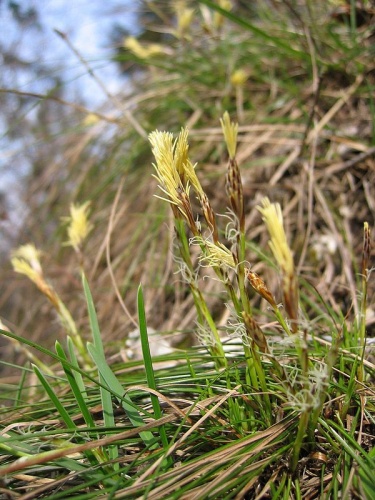 Carex humilis © 