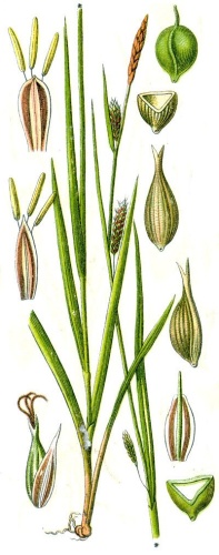 Carex laevigata © Johann Georg Sturm