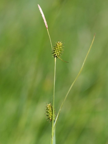 Carex lepidocarpa © Kristian Peters -- <a href="//commons.wikimedia.org/wiki/User:Fabelfroh" title="User:Fabelfroh">Fabelfroh</a> 07:36, 28 June 2007 (UTC)
