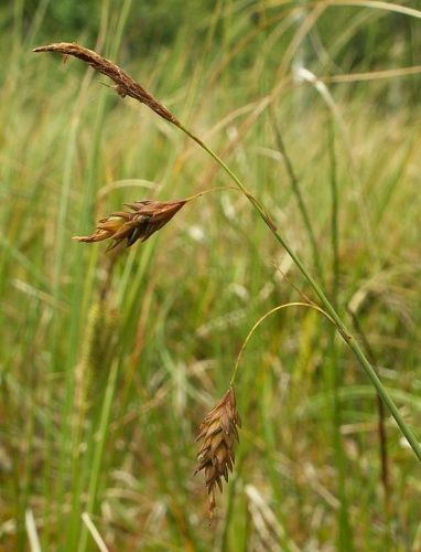 Carex limosa &copy; Krzysztof Ziarnek