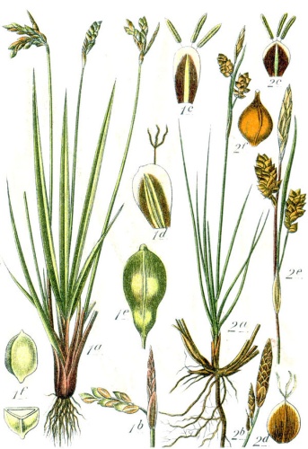 Carex liparocarpos © Johann Georg Sturm (Painter: <a href="https://en.wikipedia.org/wiki/Jacob_Sturm" class="extiw" title="en:Jacob Sturm">Jacob Sturm</a>)