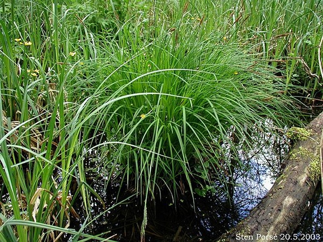 Mountain sedge &copy; <a href="//commons.wikimedia.org/wiki/User:Sten" title="User:Sten">Sten</a>