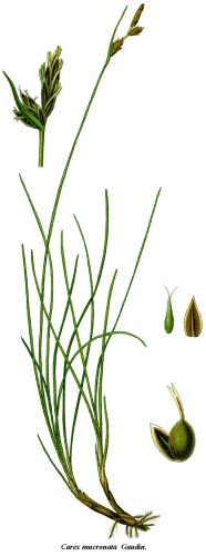 Carex mucronata © 