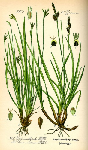 Carex ornithopoda © 
