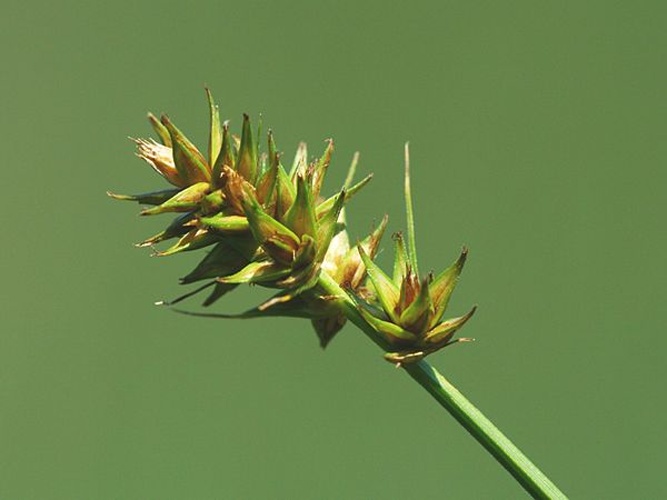 Carex otrubae © Kristian Peters -- <a href="//commons.wikimedia.org/wiki/User:Fabelfroh" title="User:Fabelfroh">Fabelfroh</a> 07:35, 28 June 2007 (UTC)