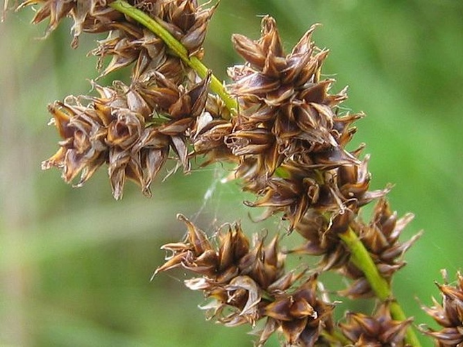 Carex paniculata © Kristian Peters -- <a href="//commons.wikimedia.org/wiki/User:Fabelfroh" title="User:Fabelfroh">Fabelfroh</a> 15:25, 18 July 2006 (UTC)