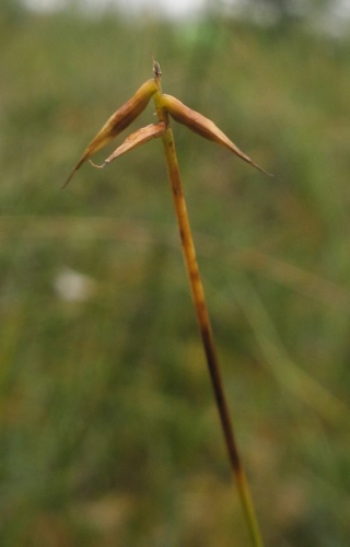 Carex pauciflora © <a href="//commons.wikimedia.org/wiki/User:Raz1el" title="User:Raz1el">Raz1el</a>