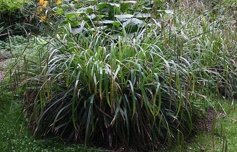 Carex pendula © <a href="//commons.wikimedia.org/wiki/User:Sten" title="User:Sten">Sten Porse</a>