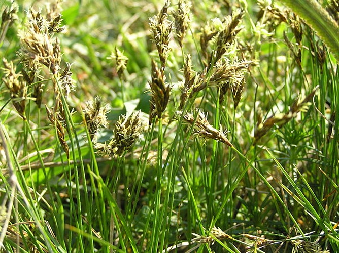 Carex praecox © <a href="//commons.wikimedia.org/wiki/User:Don_Pedro28" title="User:Don Pedro28">Petr Filippov</a>