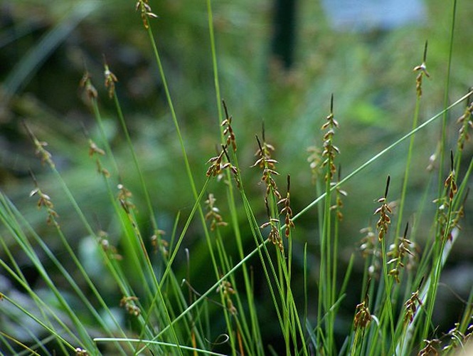 Carex pulicaris © <a href="//commons.wikimedia.org/wiki/User:Teacoolish" title="User:Teacoolish">T.Voekler</a>