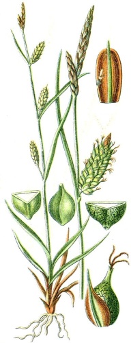 Carex punctata © Johann Georg Sturm