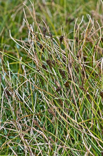 Carex pyrenaica &copy; <div class="fn value">
P. J. de Lange</div>