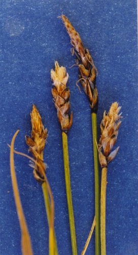 Carex rupestris &copy; Hurd, E.G., N.L. Shaw, J. Mastrogiuseppe, L.C. Smithman, &amp; S. Goodrich. 1998. Field guide to Intermountain sedges. Gen. Tech. Rep. RMS-GTR-10. USDA FS RMRS, Ogden, UT. Courtesy of USDA FS RMRS Boise Aquatic Sciences Lab.