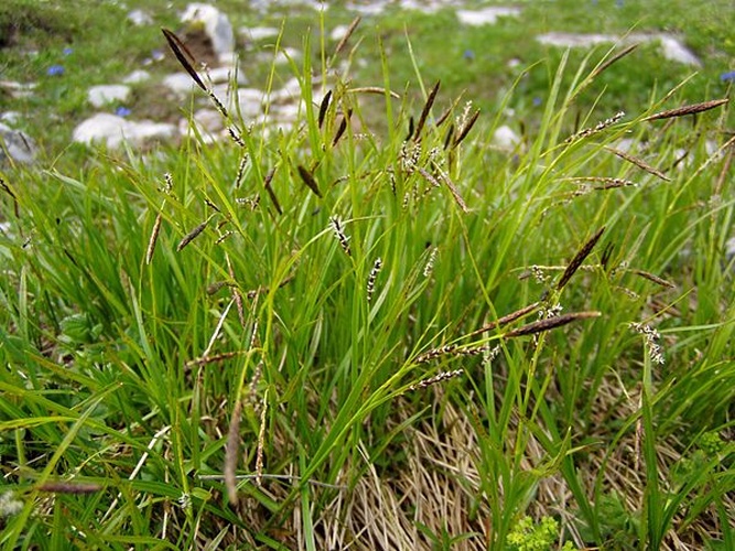Carex sempervirens &copy; <a href="https://de.wikipedia.org/wiki/Benutzer:Griensteidl" class="extiw" title="de:Benutzer:Griensteidl">de:Benutzer:Griensteidl</a>