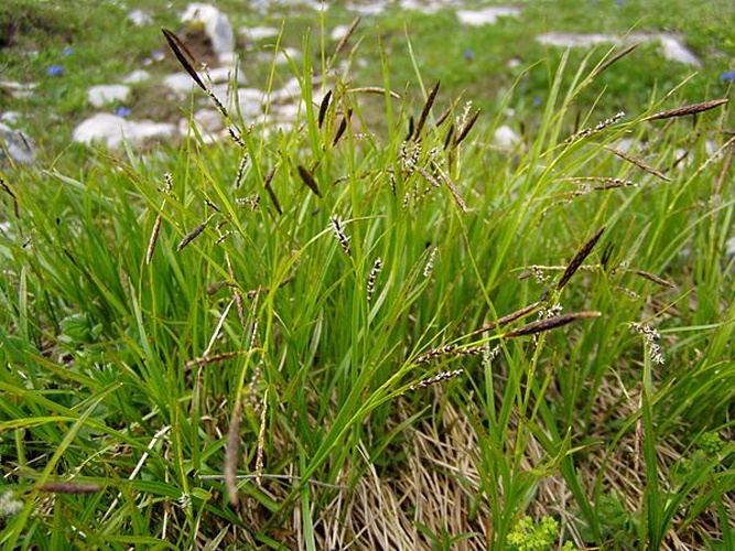 Carex sempervirens © <a href="https://de.wikipedia.org/wiki/Benutzer:Griensteidl" class="extiw" title="de:Benutzer:Griensteidl">de:Benutzer:Griensteidl</a>