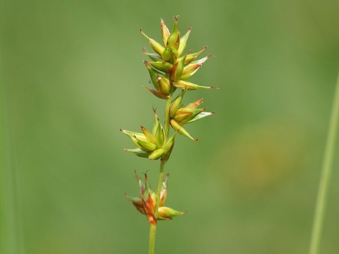 Carex spicata © Kristian Peters -- <a href="//commons.wikimedia.org/wiki/User:Fabelfroh" title="User:Fabelfroh">Fabelfroh</a> 06:33, 2 July 2007 (UTC)