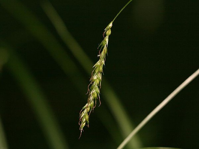 Carex strigosa &copy; Kristian Peters -- <a href="//commons.wikimedia.org/wiki/User:Fabelfroh" title="User:Fabelfroh">Fabelfroh</a> 08:05, 29 June 2007 (UTC)