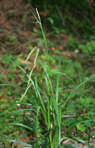 Carex sylvatica &copy; <a href="//commons.wikimedia.org/wiki/User:Franz_Xaver" title="User:Franz Xaver">Franz Xaver</a>