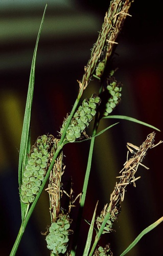 Carex tomentosa © 