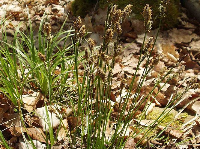 Carex umbrosa © 