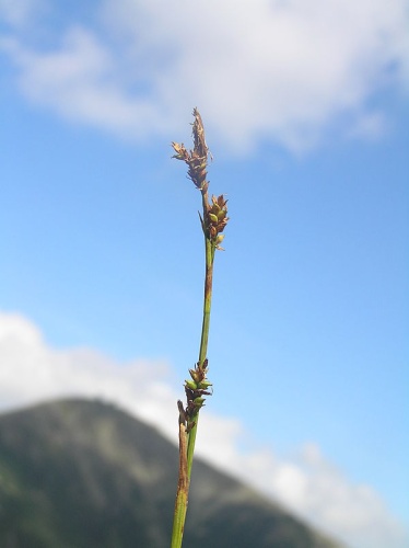 Carex vaginata © <a href="//commons.wikimedia.org/wiki/User:Don_Pedro28" title="User:Don Pedro28">Petr Filippov</a>