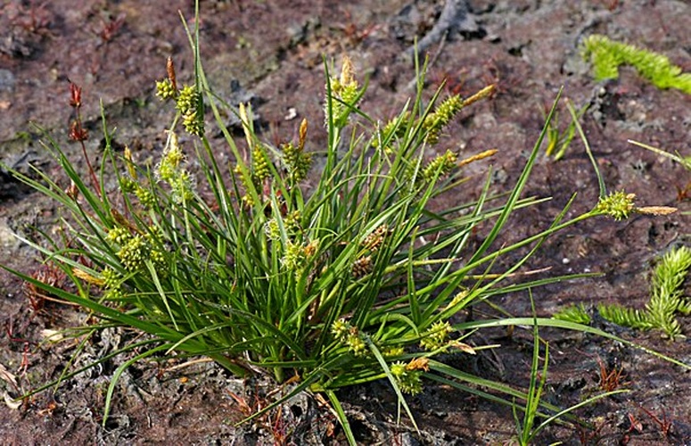 Carex viridula © <a href="//commons.wikimedia.org/wiki/User:Fice" title="User:Fice">Christian Fischer</a>