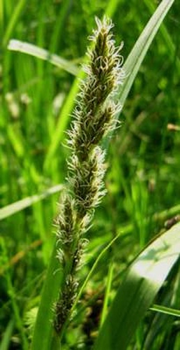 Carex vulpina © No machine-readable author provided. <a href="//commons.wikimedia.org/wiki/User:Aroche" title="User:Aroche">Aroche</a> assumed (based on copyright claims).
