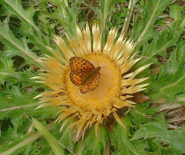 Carlina acanthifolia &copy; The original uploader was <a href="https://en.wikipedia.org/wiki/fr:User:Jeffdelonge" class="extiw" title="w:fr:User:Jeffdelonge">Jeffdelonge</a> at <a href="https://en.wikipedia.org/wiki/fr:" class="extiw" title="w:fr:">French Wikipedia</a>.